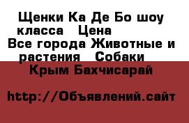 Щенки Ка Де Бо шоу класса › Цена ­ 60 000 - Все города Животные и растения » Собаки   . Крым,Бахчисарай